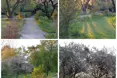 Photo of the garden where applicable
