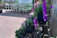 Photo of the garden where applicable